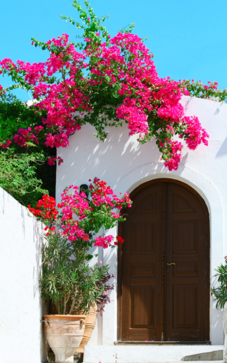 Bij tuincentrum Eurofleur in Leusden hebben we een uitgebreid assortiment aan mediterrane tuinplanten