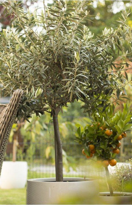 Bij tuincentrum Eurofleur in Leusden hebben we een uitgebreid assortiment aan mediterrane tuinplanten