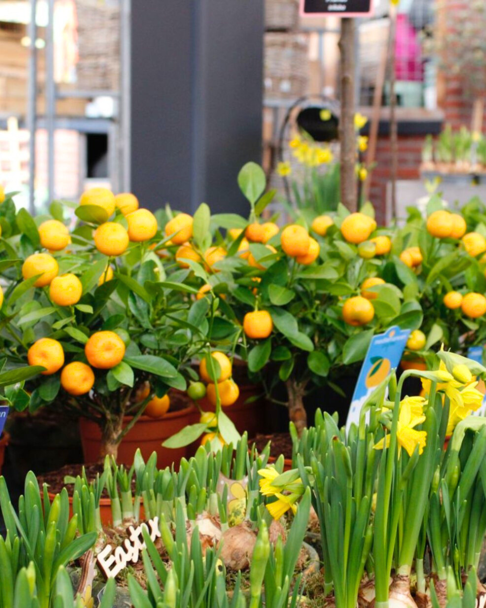 Citrusboompje kopen? Kom naar tuincentrum Eurofleur in Leusden!