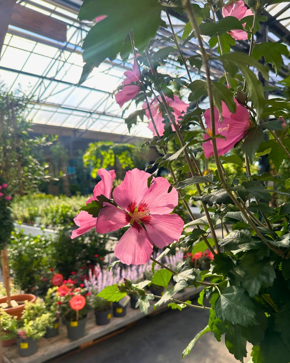 Hibiscus koop je bij tuincentrum Eurofleur in Leusden!