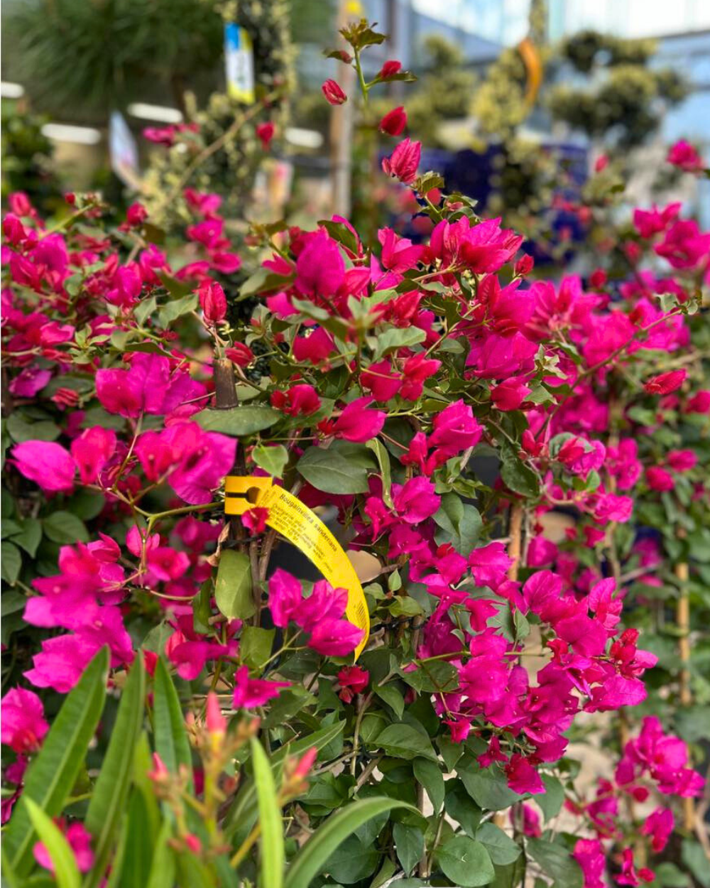Bougainvillea koop je bij tuincentrum Eurofleur in Leusden!