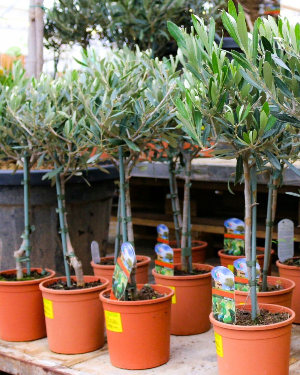 Olea koop je bij tuincentrum Eurofleur in Leusden!