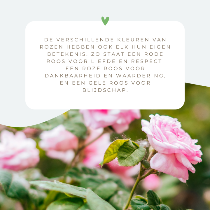 Geef je moeder een fleurig cadeau: wat dacht je van een leuke tuin- of kamerplant?