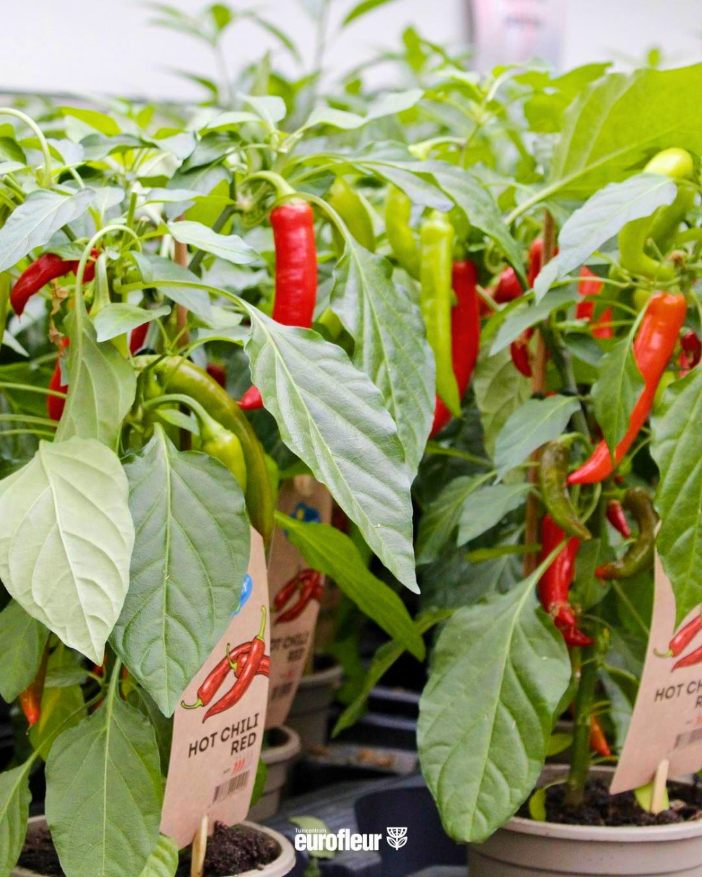 Makkelijke moestuin starten? Kom langs bij tuincentrum Eurofleur in Leusden! Makkelijke moestuin starten? Kom langs bij tuincentrum Eurofleur in Leusden!