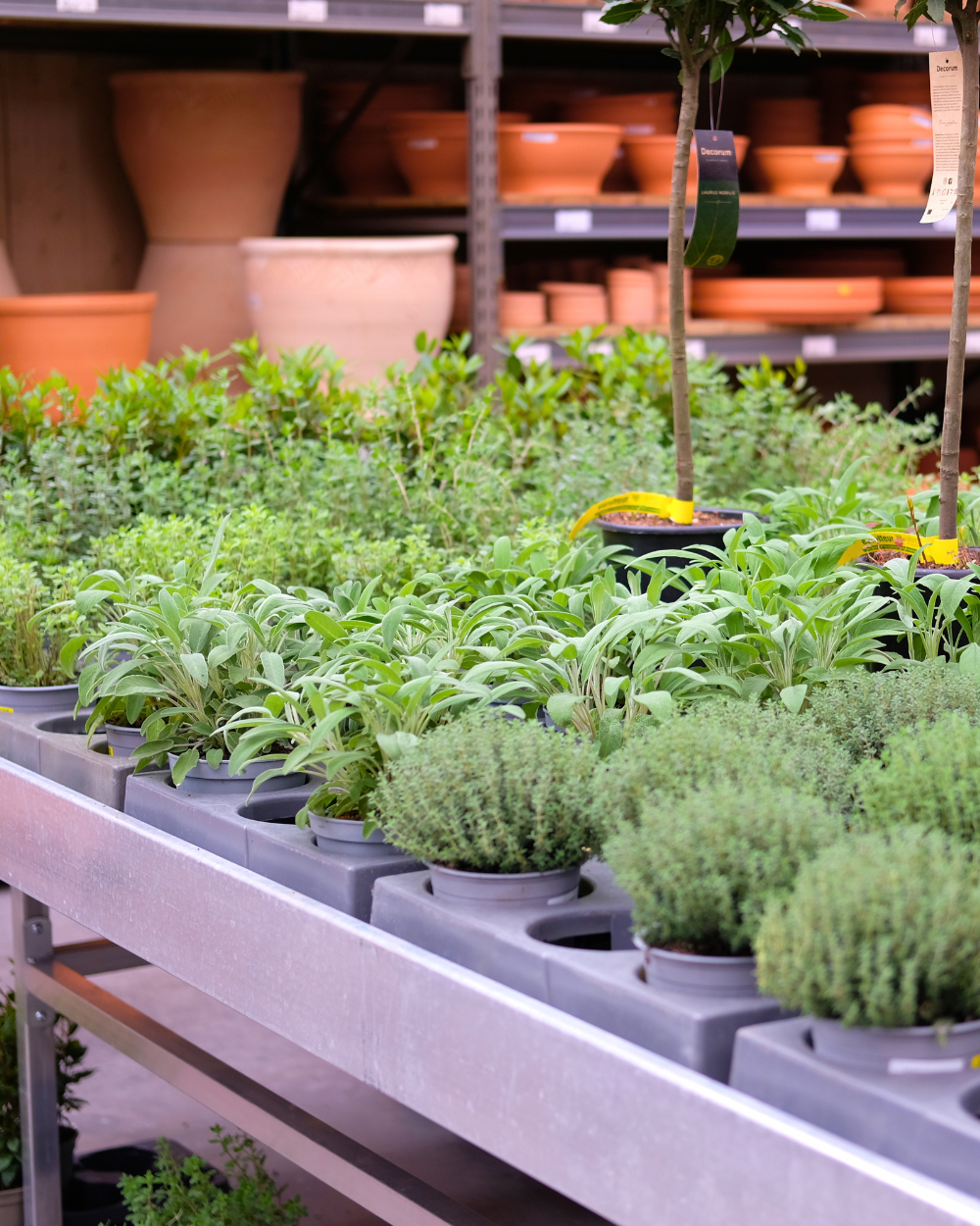 Makkelijke moestuin starten? Kom langs bij tuincentrum Eurofleur in Leusden! Makkelijke moestuin starten? Kom langs bij tuincentrum Eurofleur in Leusden!