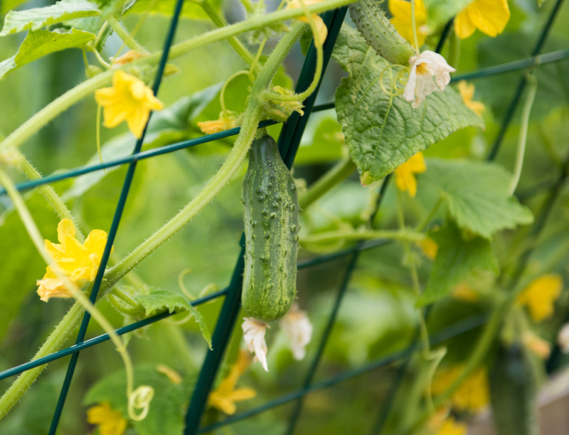 Plantgeleiders kopen | Tuincentrum Eurofleur