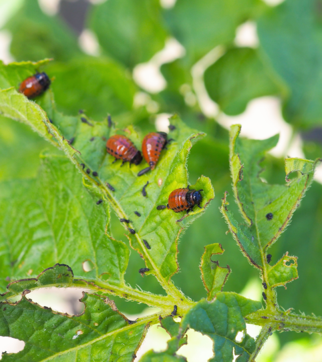 Ongedierte bestrijden | Tuincentrum Eurofleur