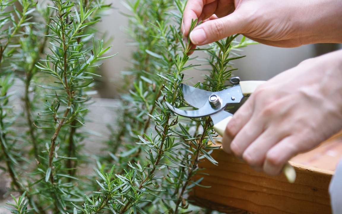 Met deze planten verjaag je de muggen uit je tuin | Tuincentrum Eurofleur