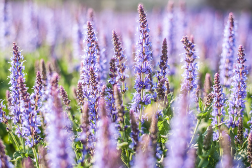 Top 5 Langbloeiende Tuinplanten | Eurofleur