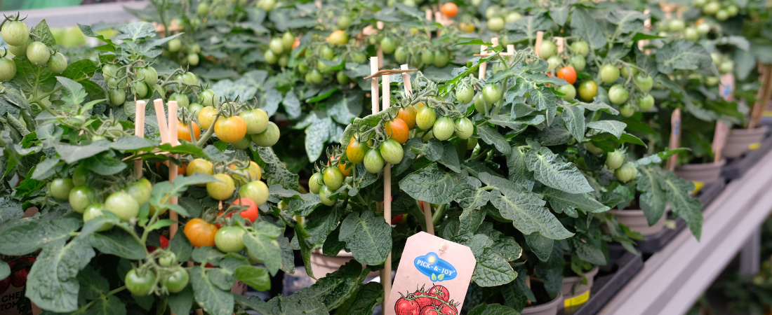 Planten voor je moestuin? Kom naar tuincentrum Eurofleur!
