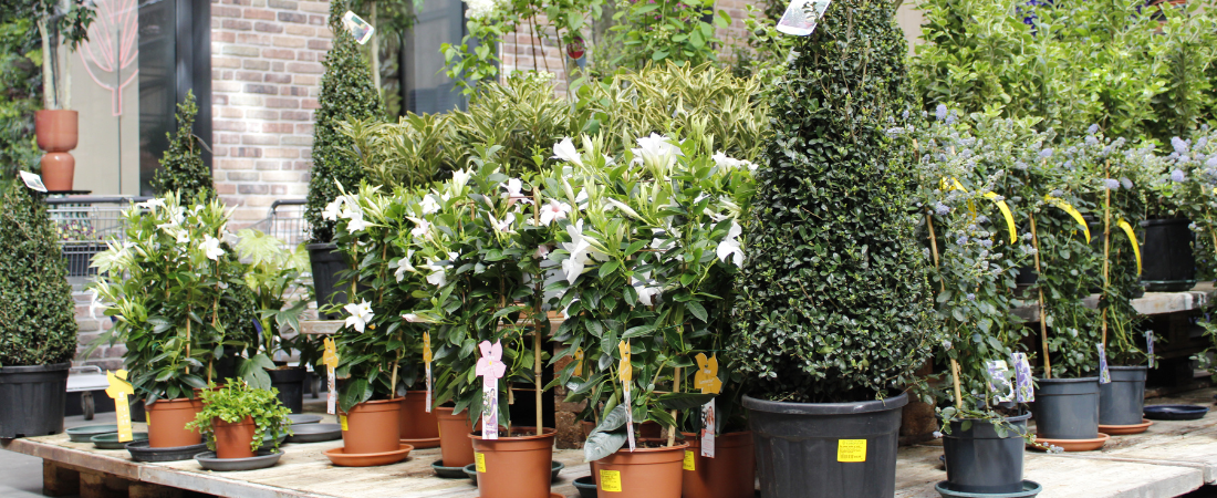 Tuinplanten koop je bij tuincentrum Eurofleur in Leusden! Tuinplanten koop je bij tuincentrum Eurofleur in Leusden!
