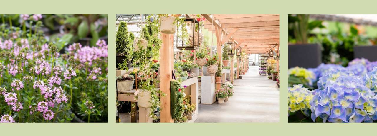 Tuinplanten kopen bij Tuincentrum Eurofleur