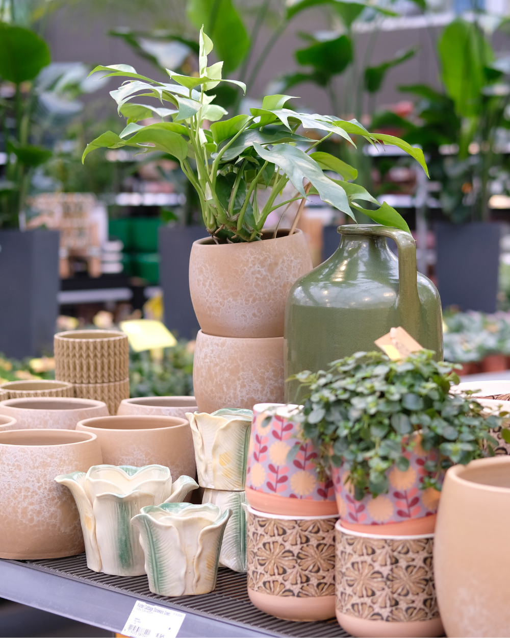 Shop jouw makkelijke kamerplanten bij tuincentrum Eurofleur!