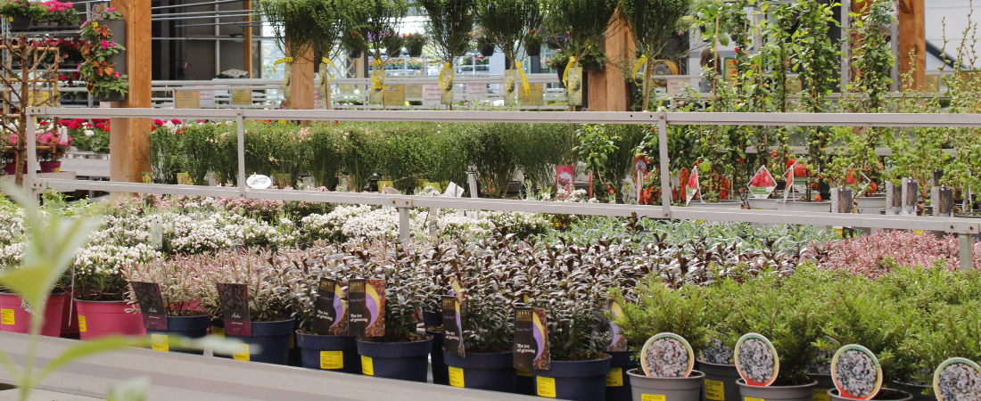 Vaste planten kopen doe je bij tuincentrum Eurofleur!