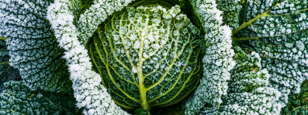 Heerlijke en gezonde winteroogst: wat serveer je in het nieuwe jaar?
