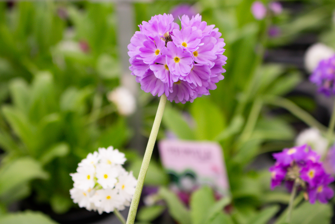 Zomerbloeiers shop je bij Eurofleur in Leusden, nabij Amersfoort, Woudenberg, Soest en Austerlitz!