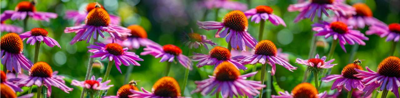 Top 3 nazomerbloeiers voor een late zomer vol kleur | Tuincentrum Eurofleur