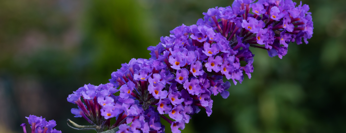  Buddleja davidii ’Nanho Blue