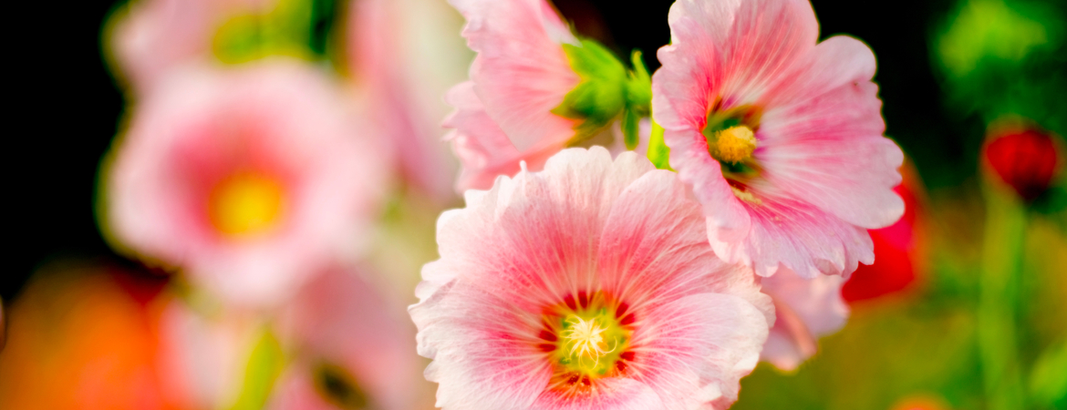 Alcea rosea 