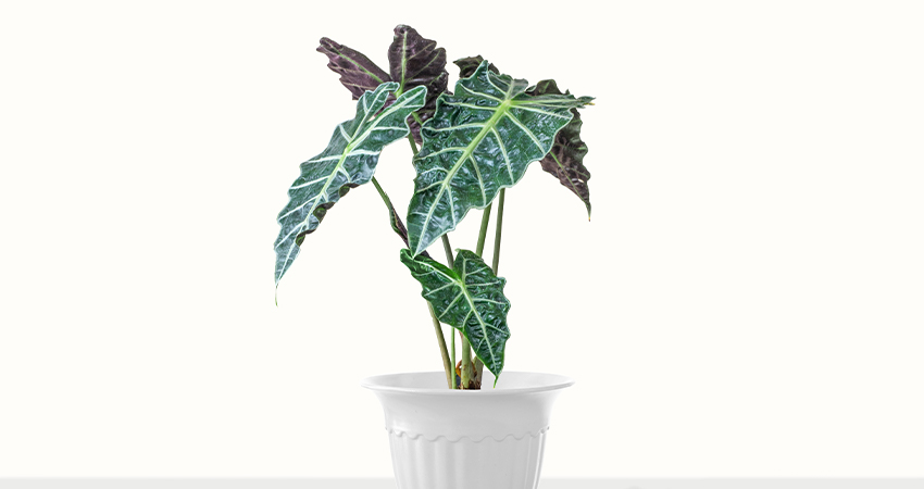 Alocasia Zebrina Plant | Tuincentrum Eurofleur