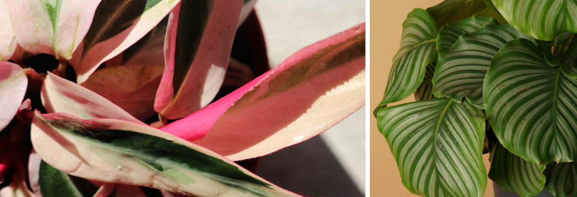 Calathea kopen | Tuincentrum Eurofleur