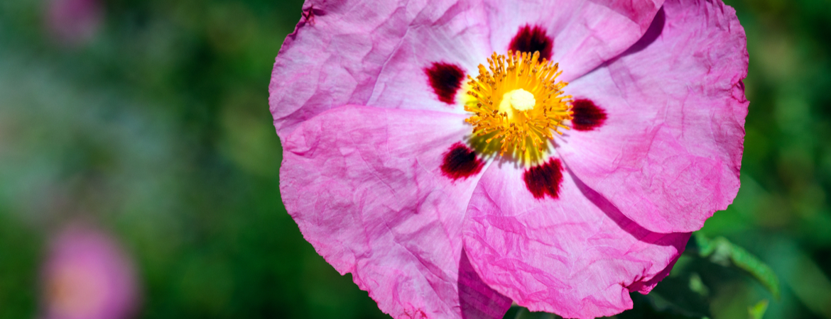 Cistus x purpureus