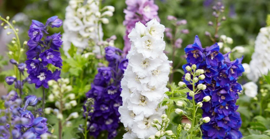 Delphinium