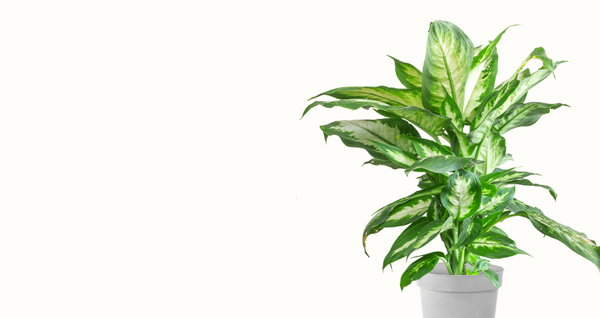 Dieffenbachia Plant | Tuincentrum Eurofleur