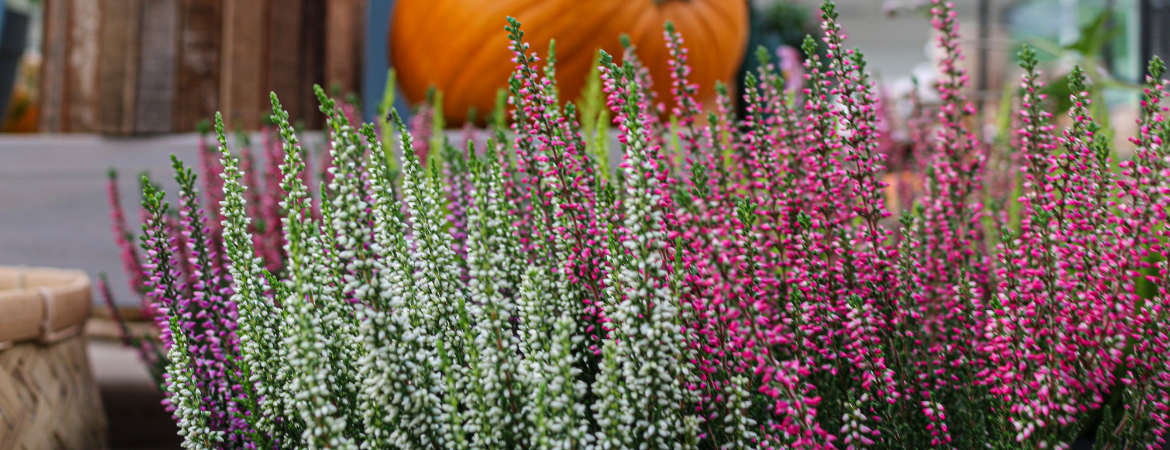 Herfstbloeiers kopen | Tuincentrum Eurofleur