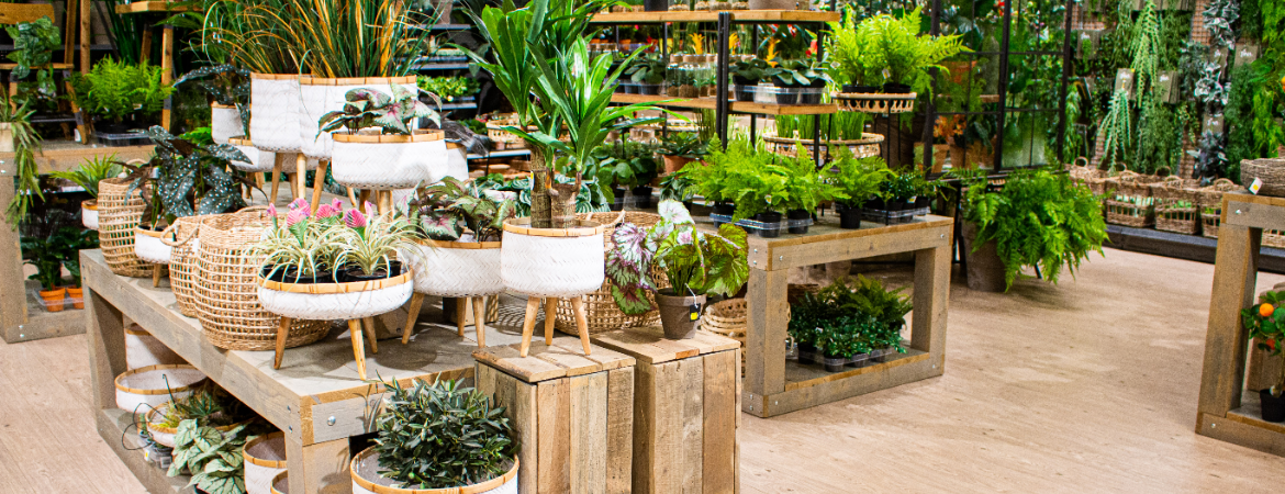 Tropische planten kopen | Tuincentrum Eurofleur