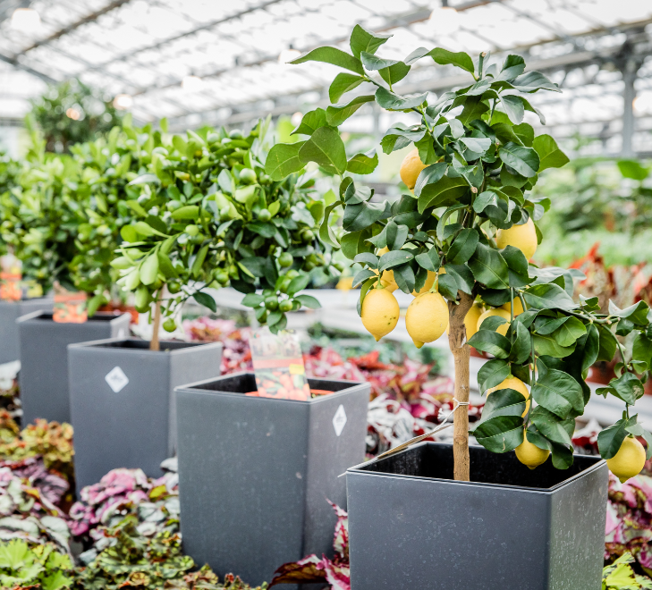 Bloempotten kopen | Tuincentrum Eurofleur in Leusden