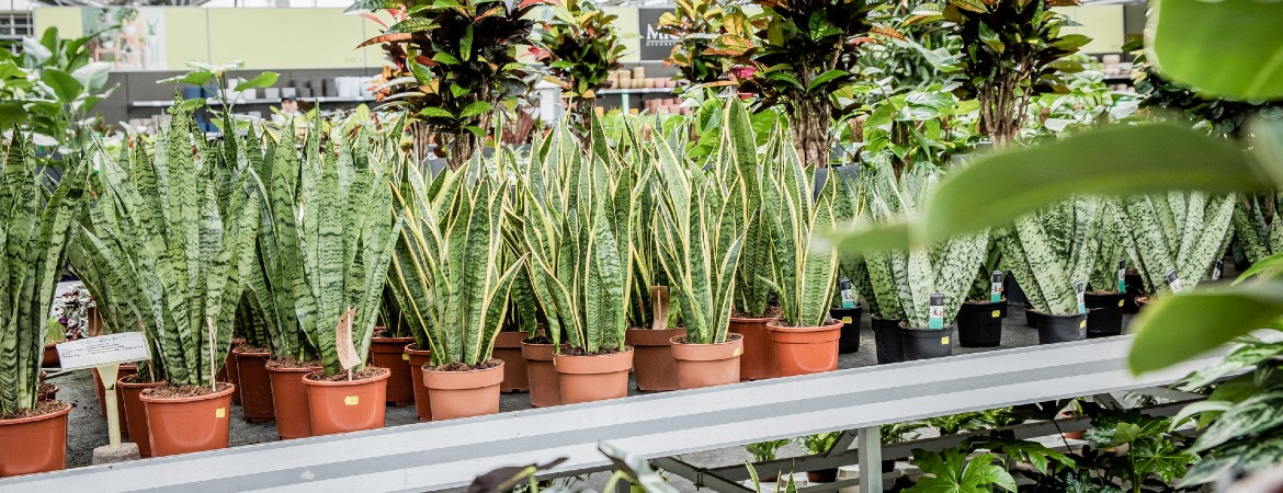 Presentator Rekwisieten Kruiden 3 Grote kamerplanten die weinig licht nodig hebben