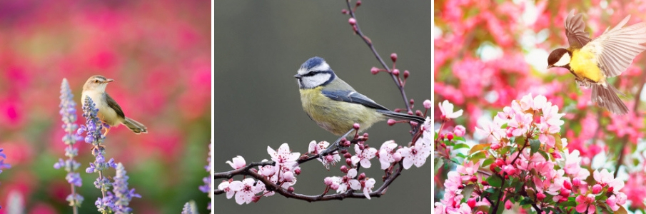 vogels-online-dierenwinkel-parkiet - vogel kopen - vogelvoer - vogelspeeltjes