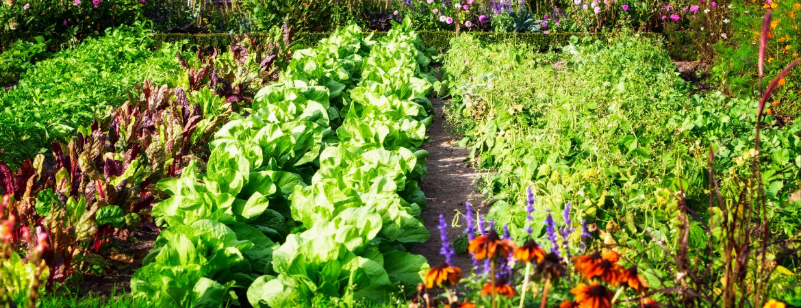 Ga zelf oogsten in de tuin | Tuincentrum Eurofleur