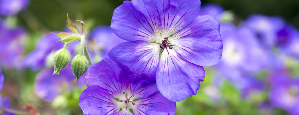 Geranium Rozanne: bekend als de Ooievaarsbek