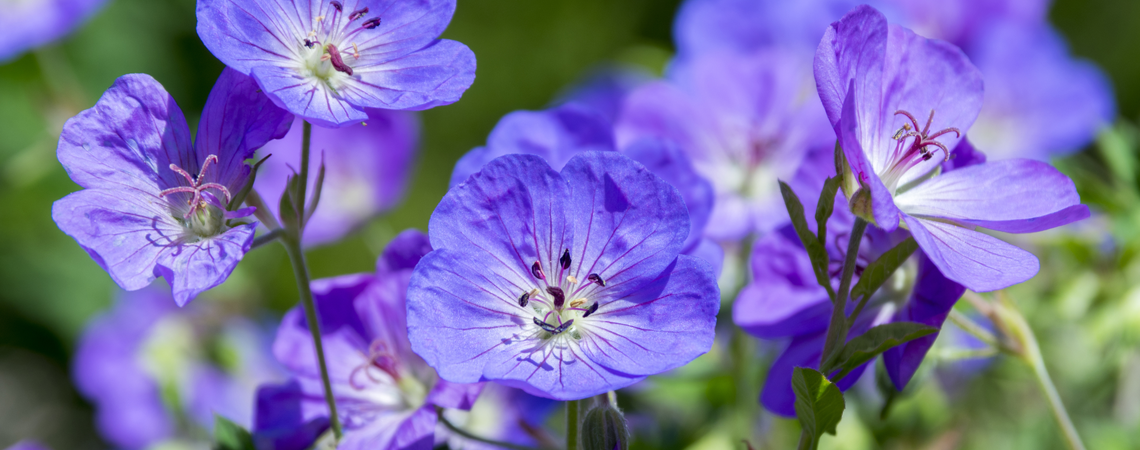 Geranium Rozanne