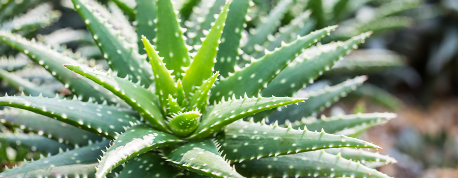 Rationalisatie gokken marge Deze luchtzuiverende planten verbeteren de luchtkwaliteit in huis! -  Tuincentrum Eurofleur