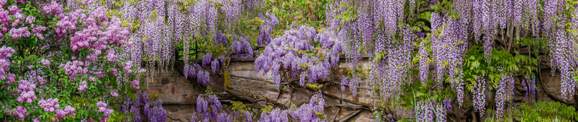 Klimplanten kopen | Tuincentrum Eurofleur