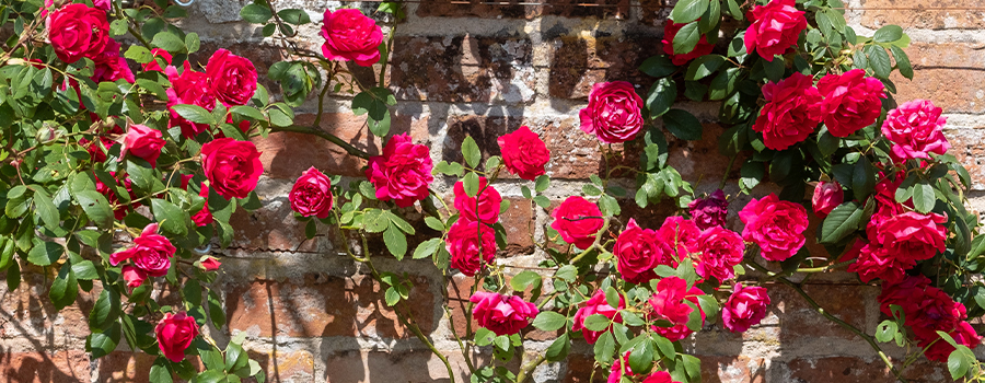 kleermaker Me zitten Welke rozensoorten zijn er? - Tuincentrum Eurofleur