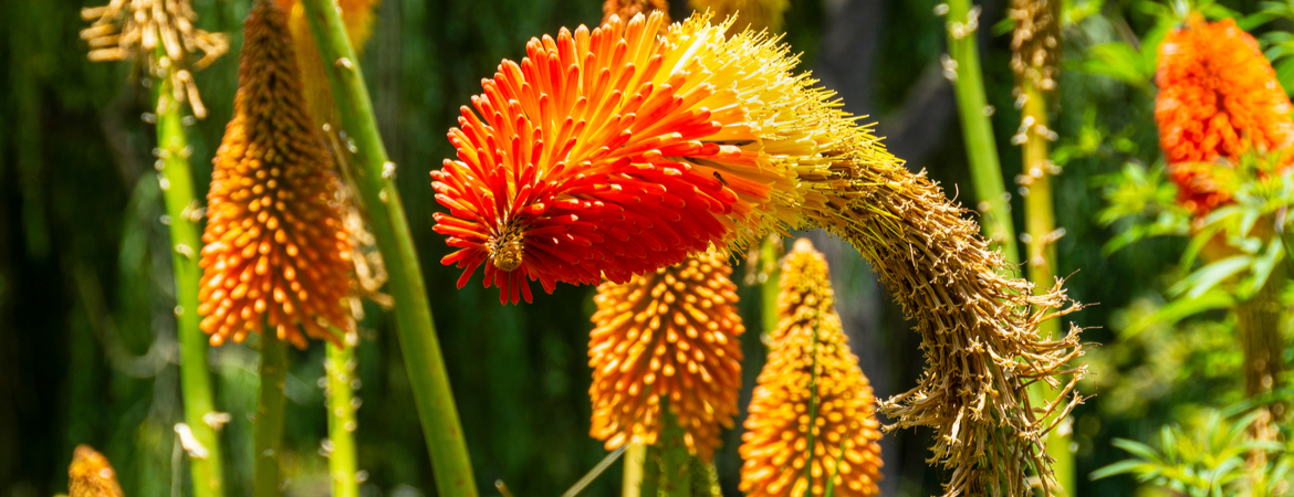 Kniphofia ‘Royal Standard