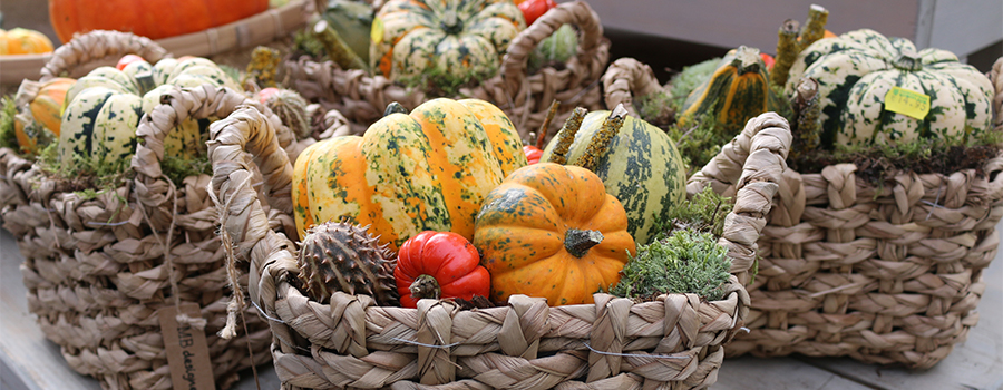 Knutselen voor de herfst met Tuincentrum Eurofleur