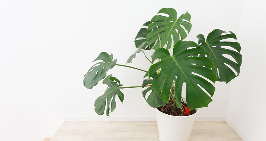 Monstera Deliciosa | Tuincentrum Eurofleur