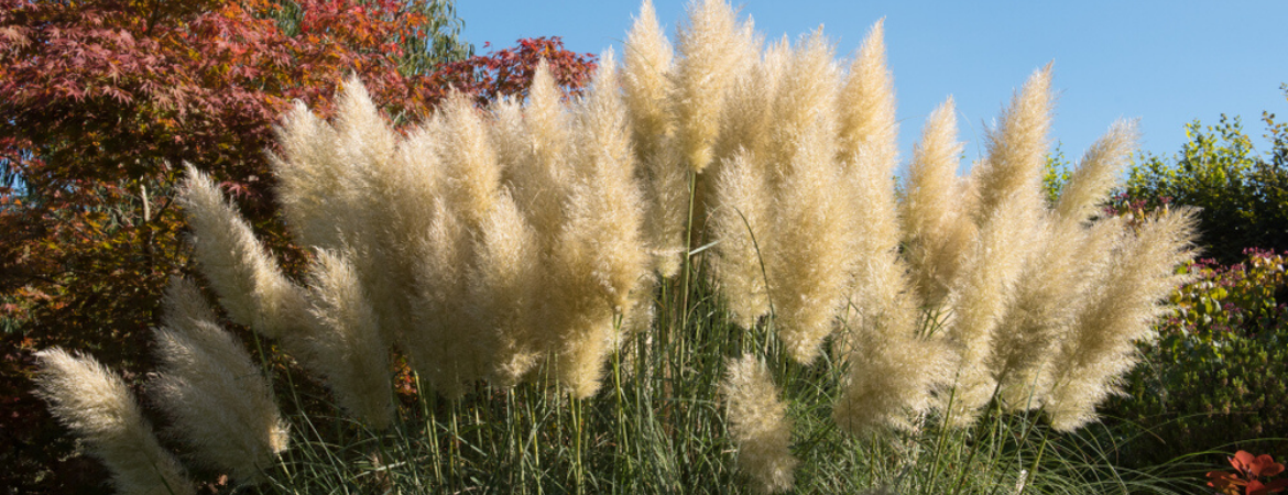 Cortaderia winterharde tuinplant