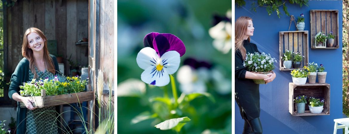 violen kopen als eenjarige tuinplant