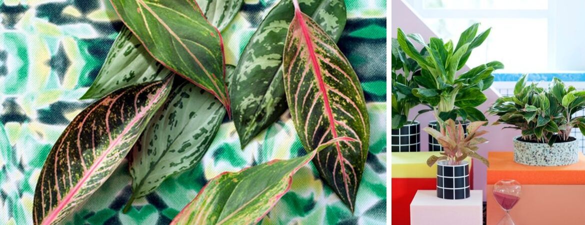 aglaonema woonplant voor in de slaapkamer