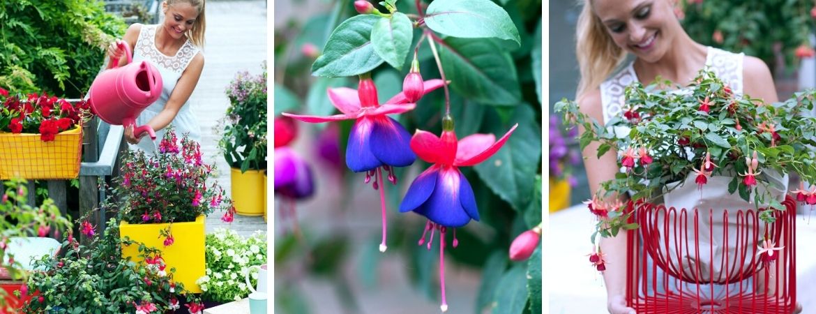 Fuchsia als perkplant