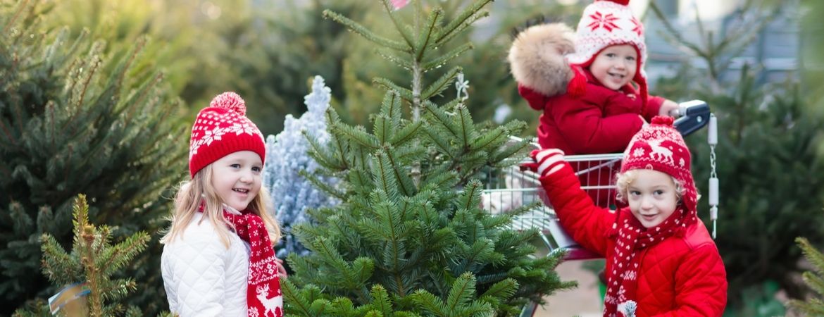 Jouw kerstboom verzorgen doe je zó