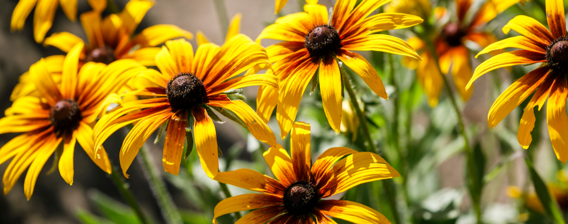 Gele zonnehoed (Rudbeckia)