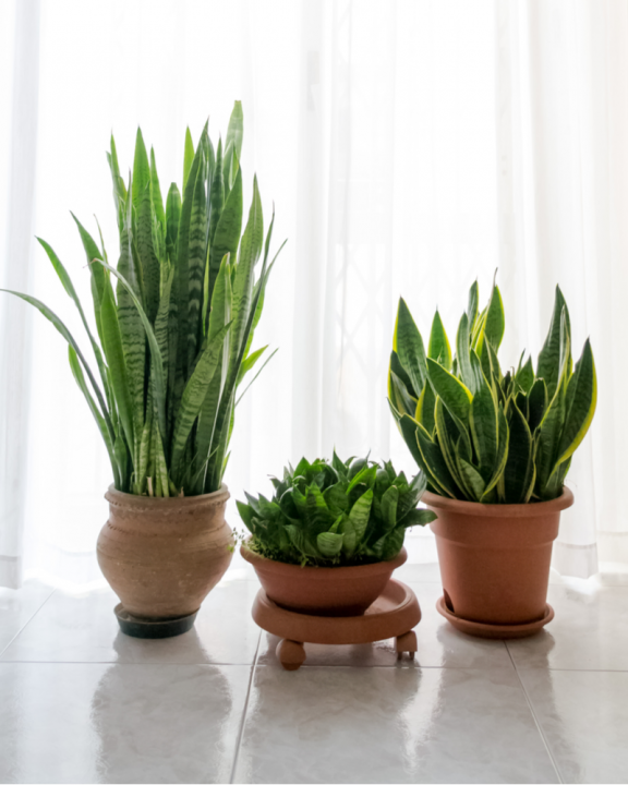 Sanseveria kopen | Tuincentrum Eurofleur