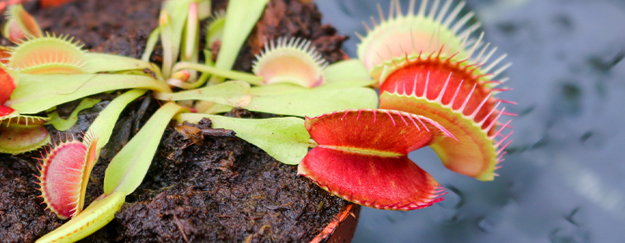 Vleesetende planten; de soorten & verzorging! | Eurofleur